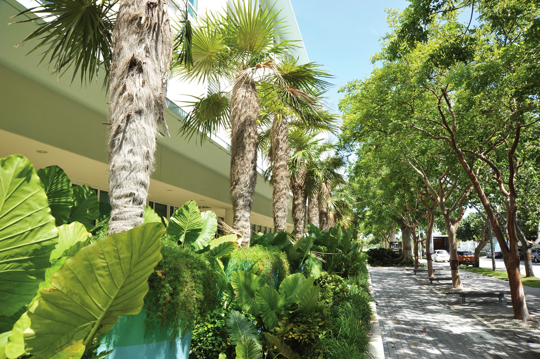 Walkway lined with green trees and foliage 