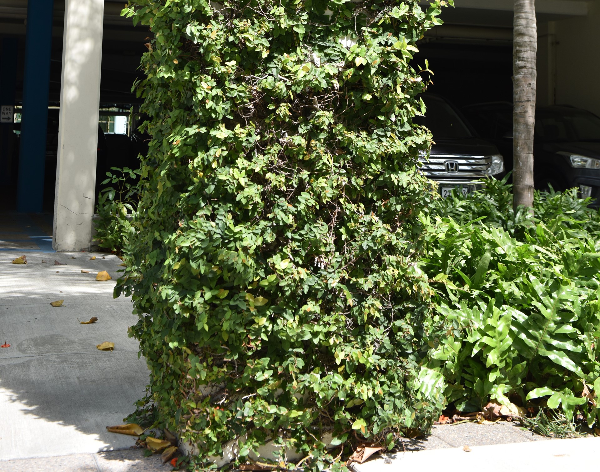 creeping fig plant