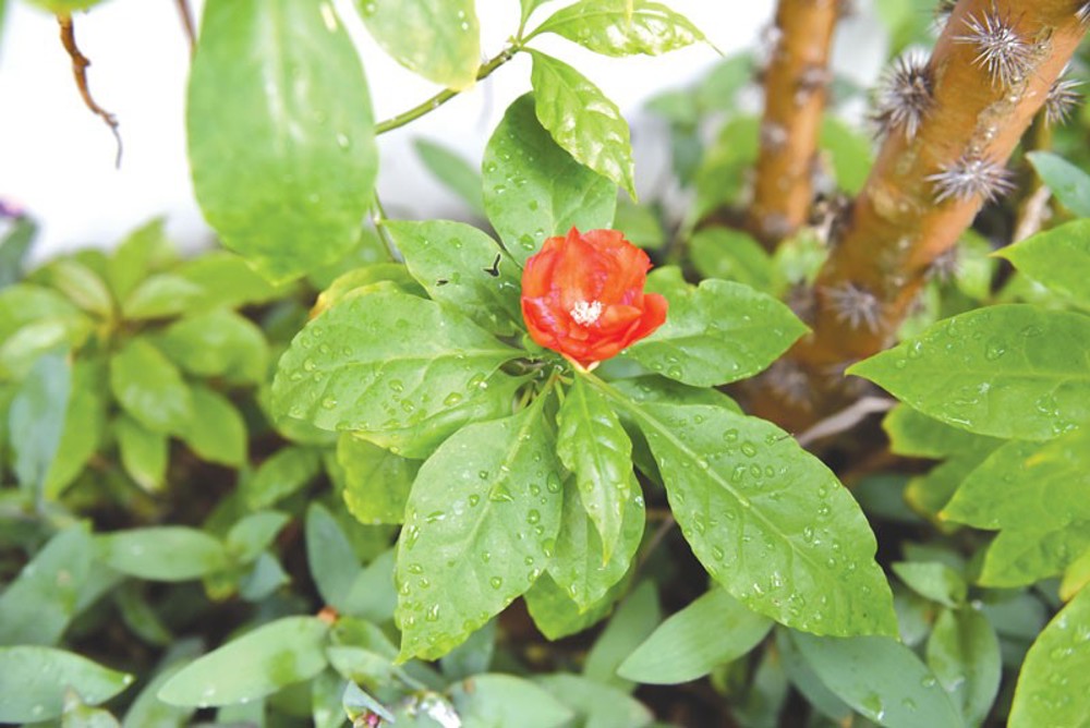 Cactus rose : Pereskia bleo