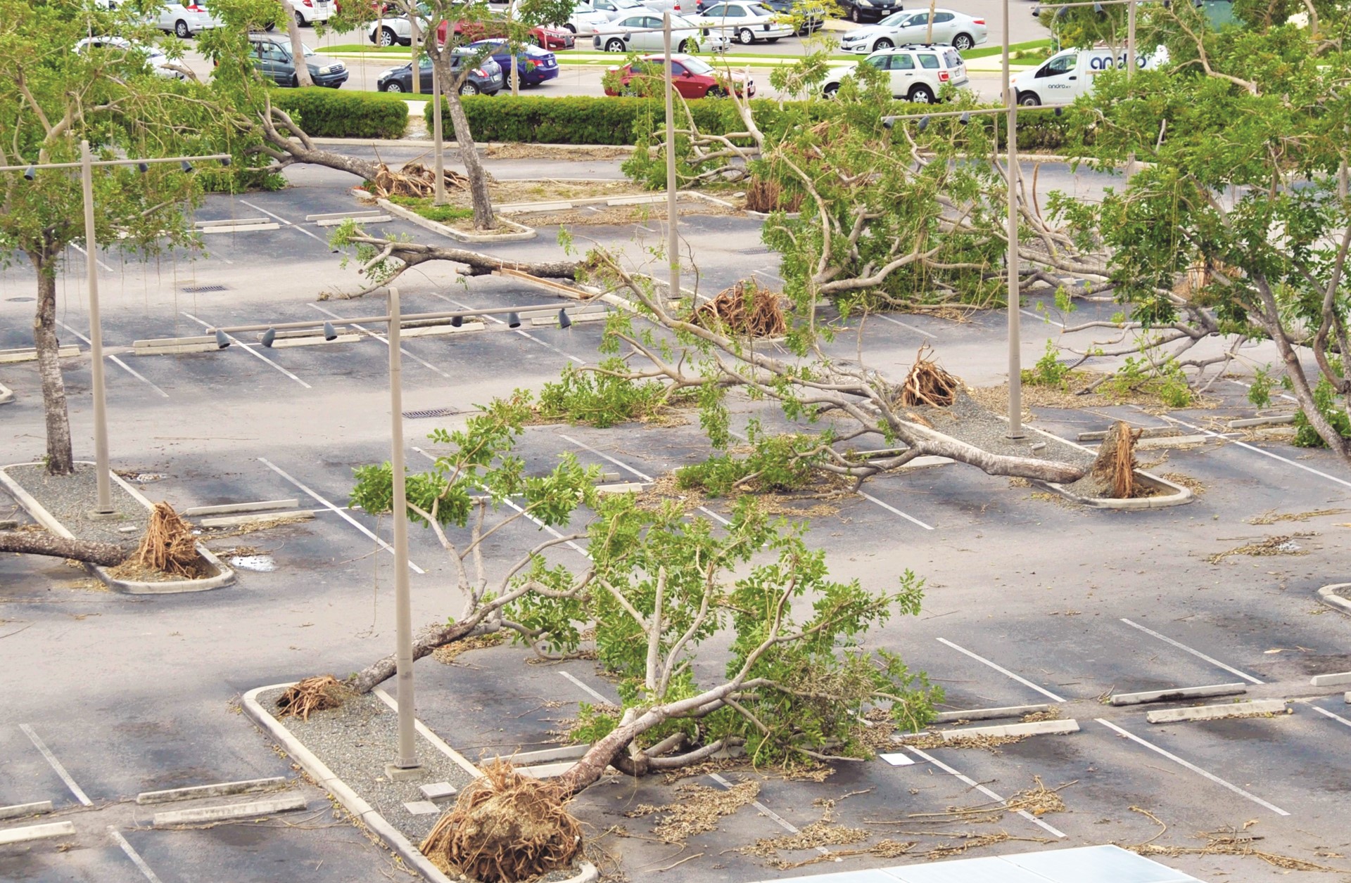 uprooted sausage trees in parking lot