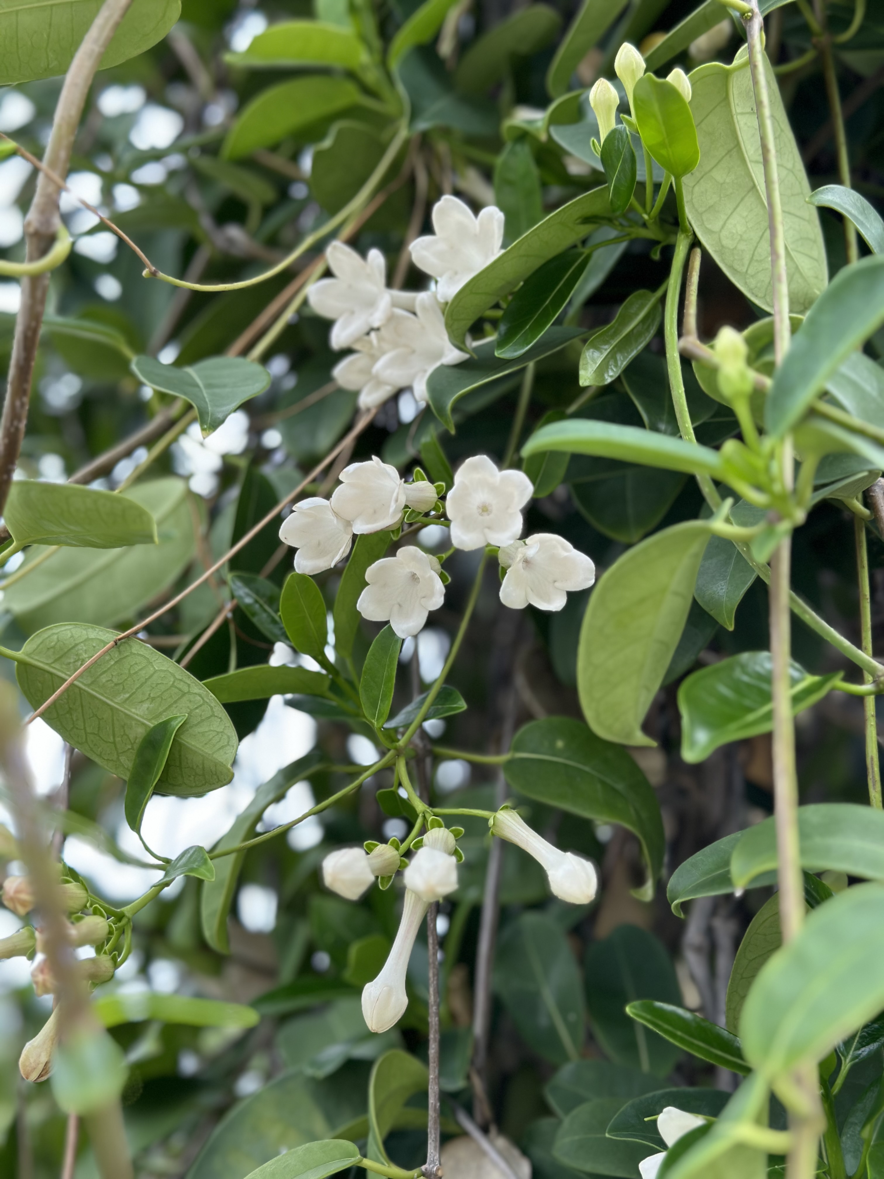 Madagascar jasmine sure to catch your eye ... or nose