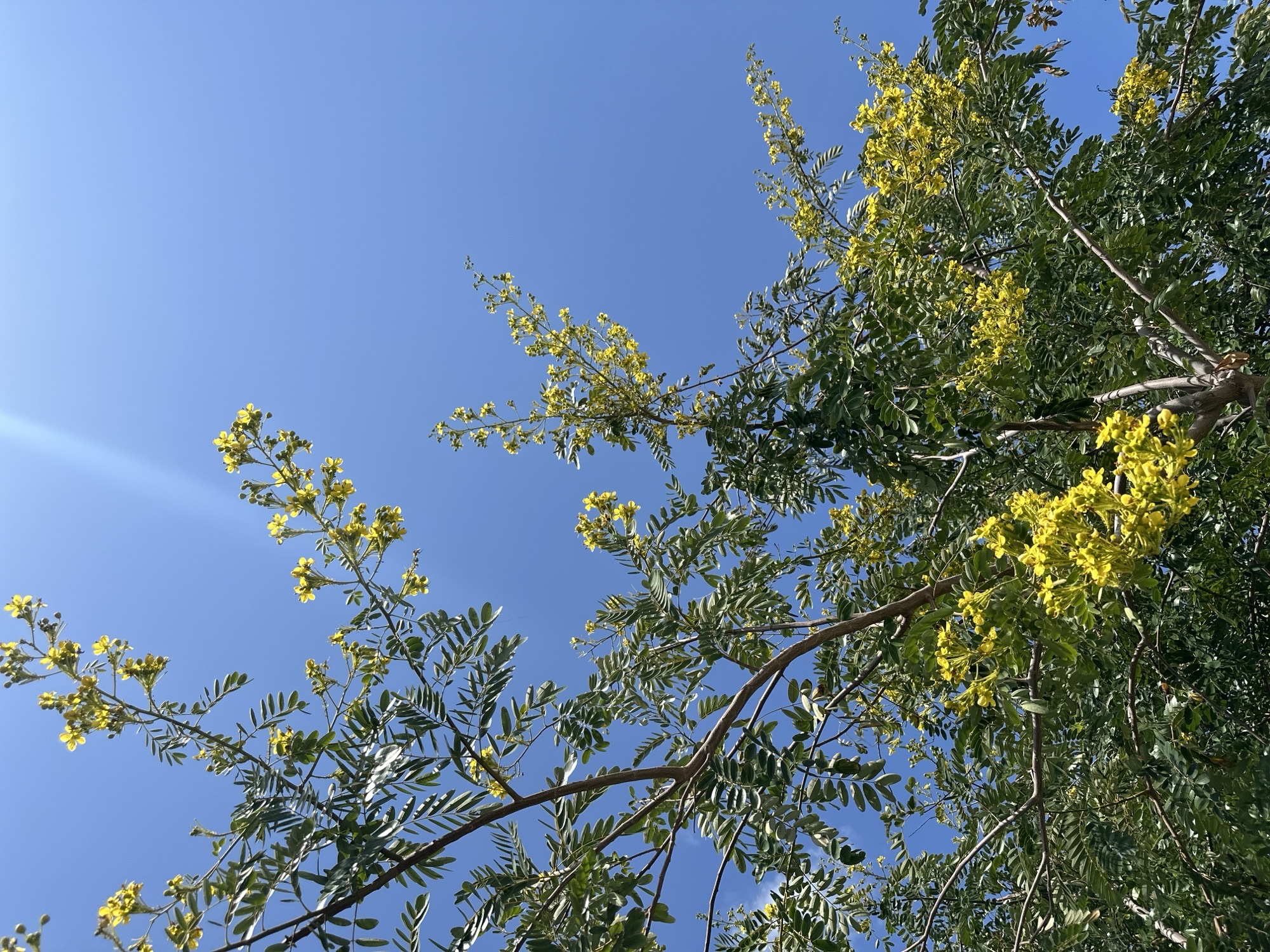 Let in the sunshine with this tree