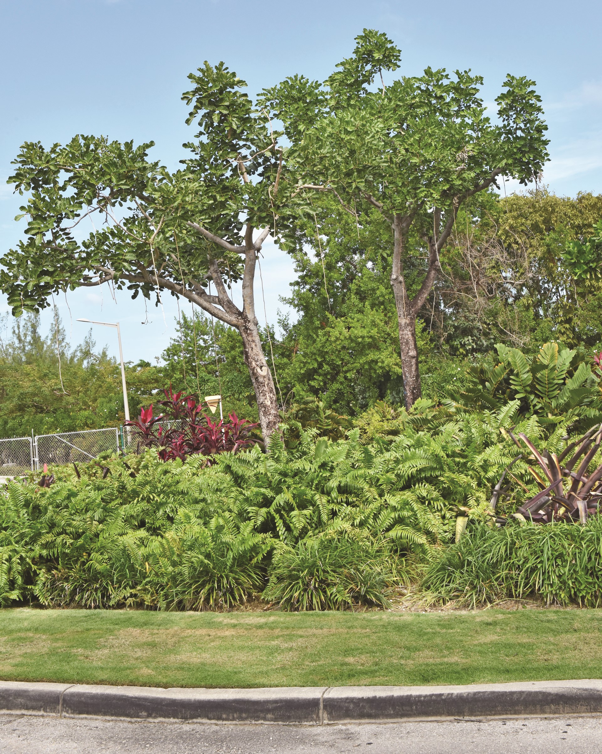 sausage trees in roundabout