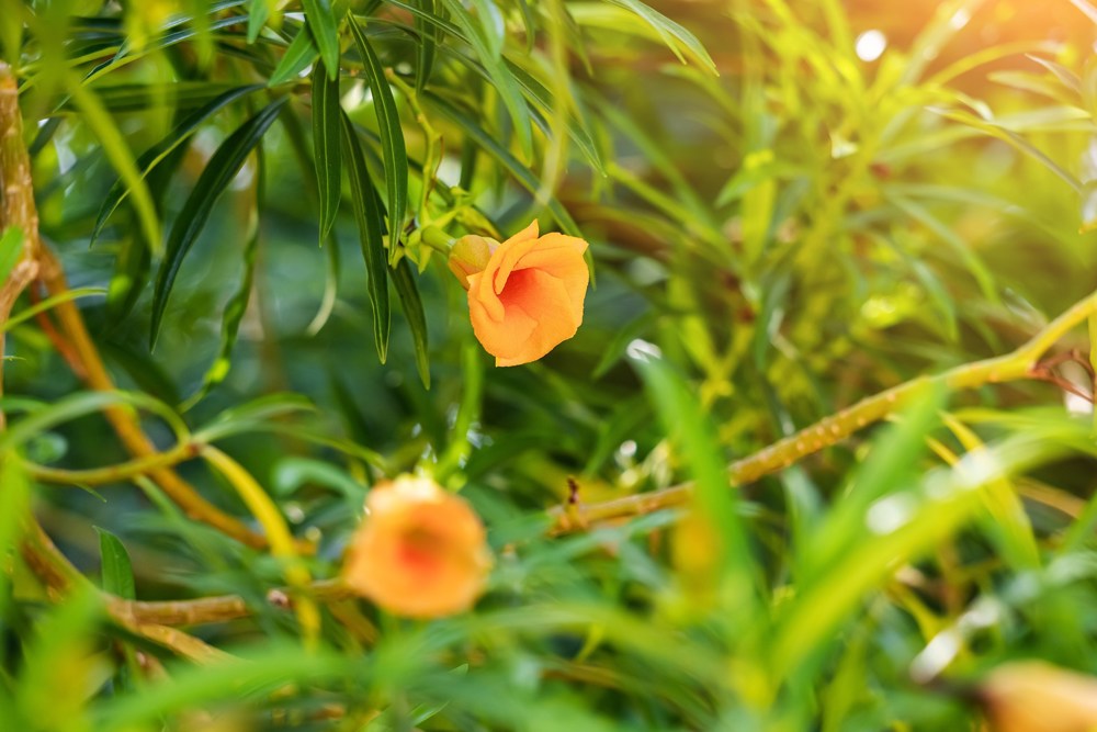 As hurricane season's end approaches, let's be thankful for trees ...