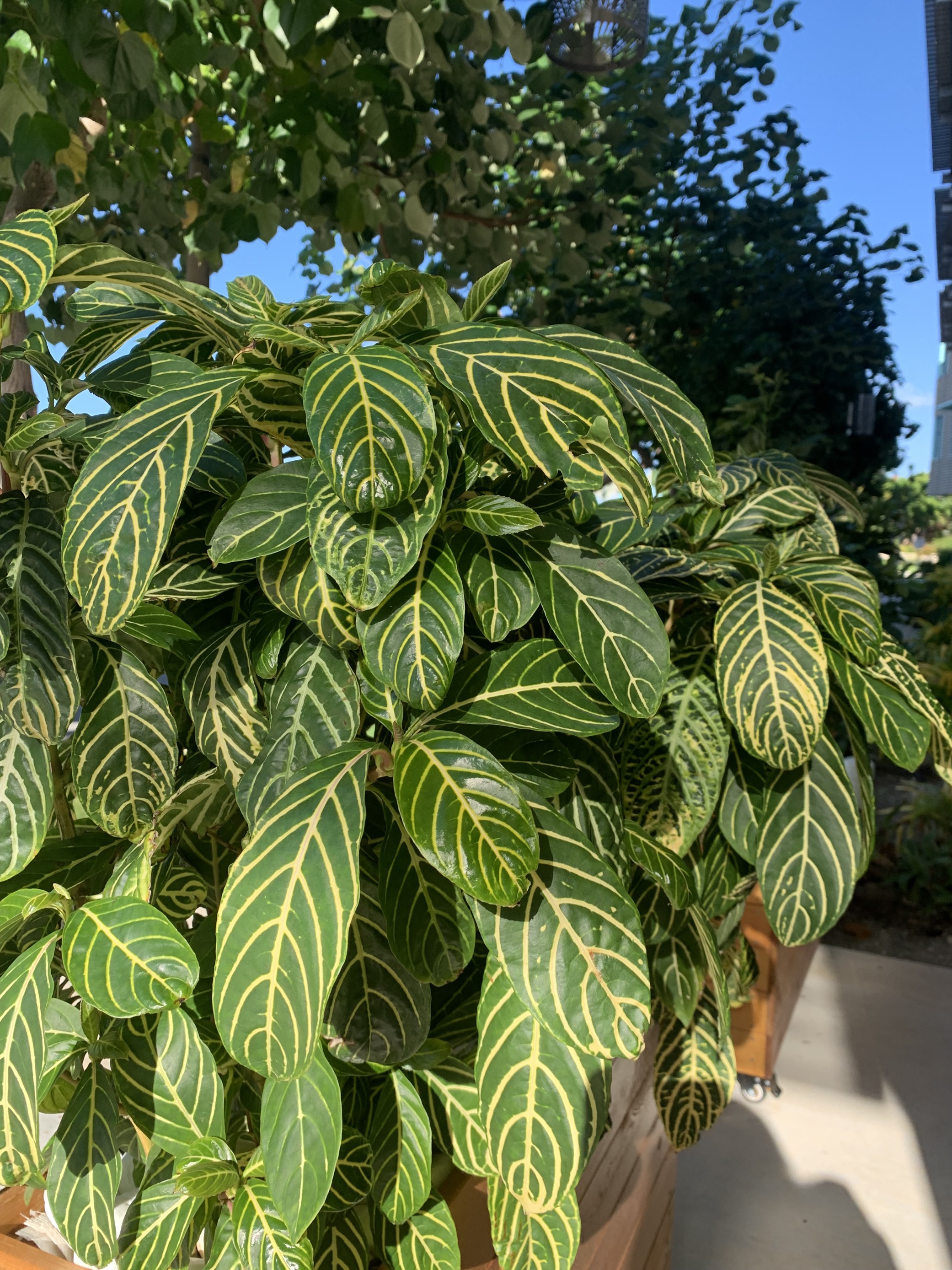 Plant with yellow veins