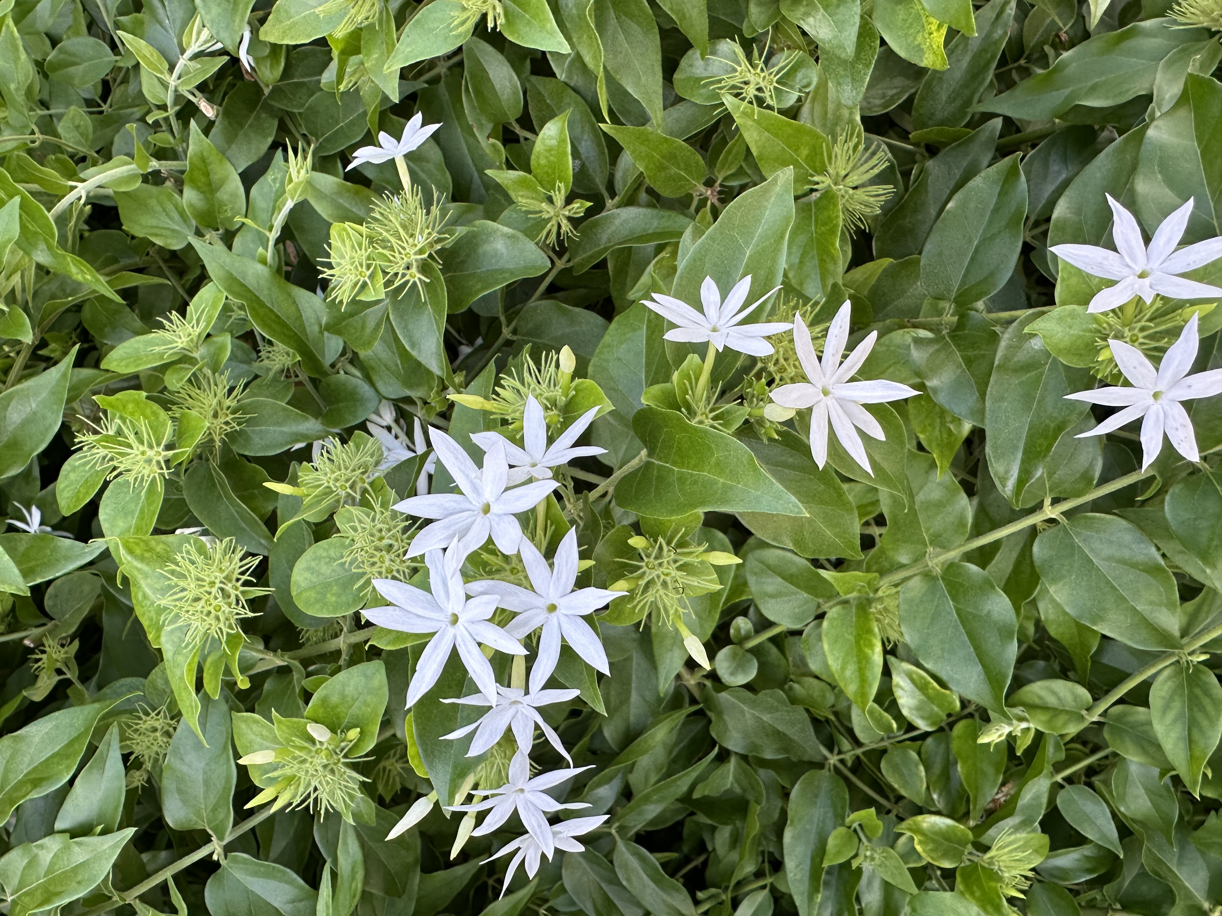 Star jasmine