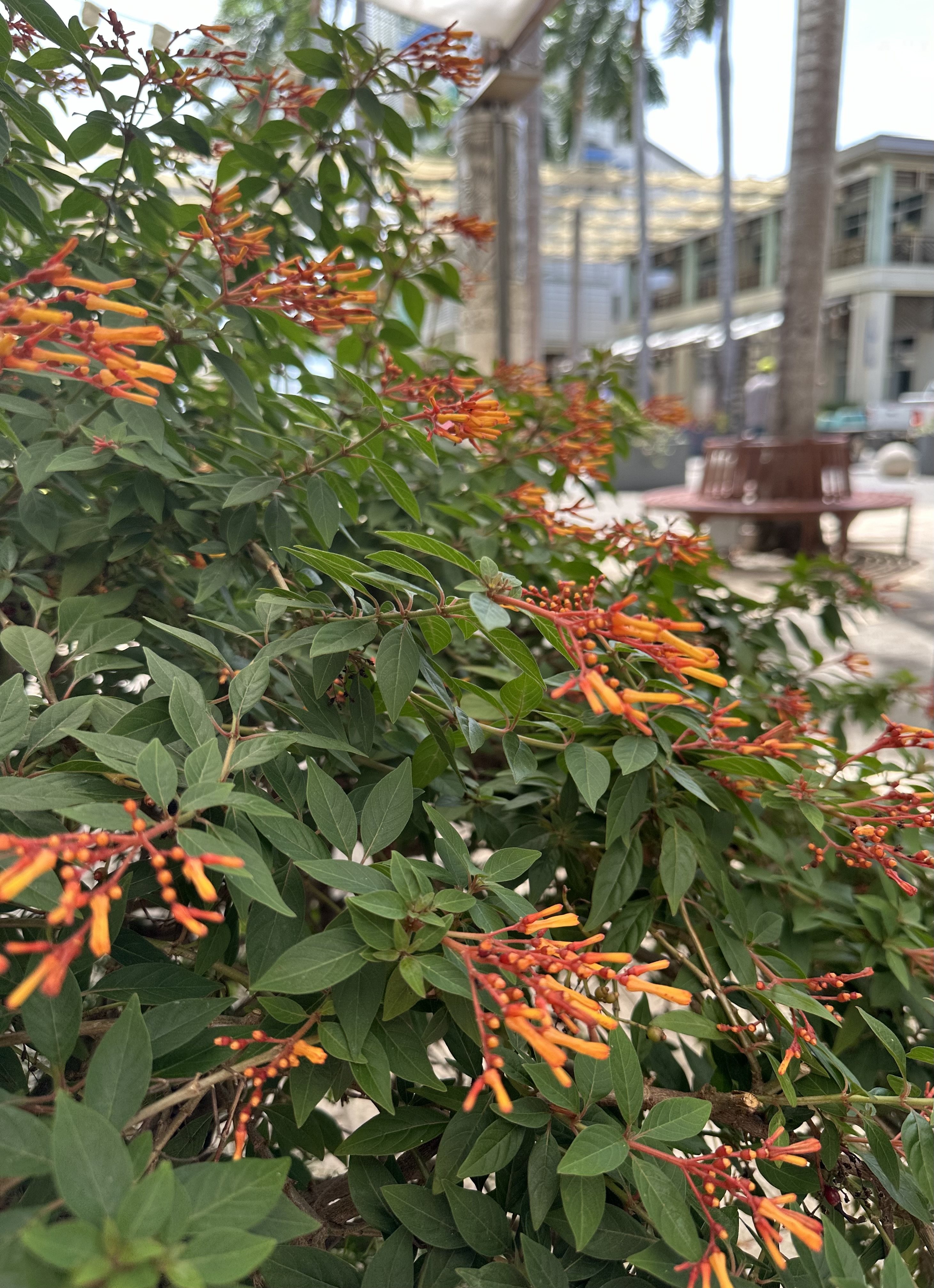 Focus on Flora: Firecracker plant lights up the garden